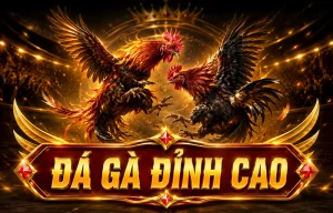 fdssuriname đá gà picture 1